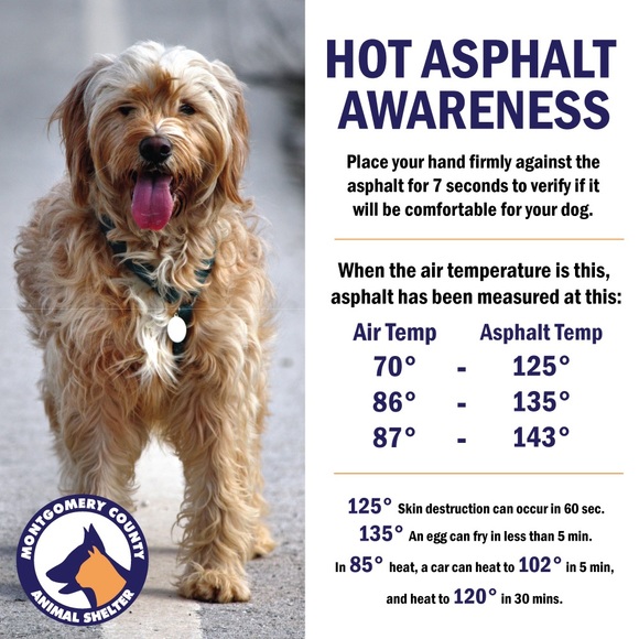 Meet your Posher, Pomeranian Club of Central VA - Picture 3 of 3